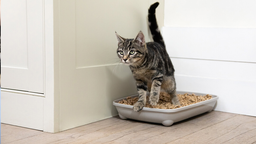 How to potty train a cat best sale